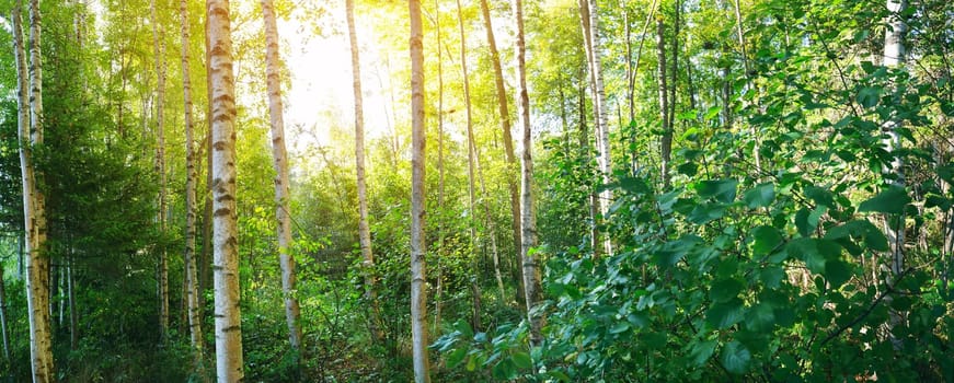 birch tree forest in morning light with sunlight