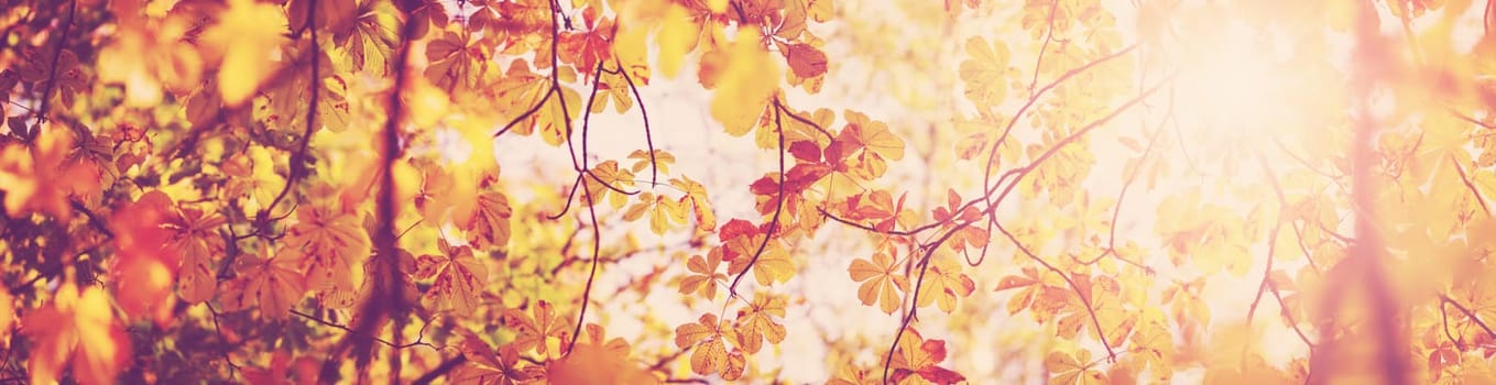 yellow chestnut leaves in autumn with beautiful sunlight. Autumnal foliage with blurry background