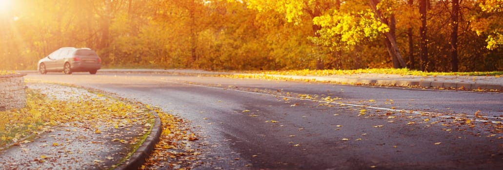 asphalt road with beautiful trees on the sides in autumn