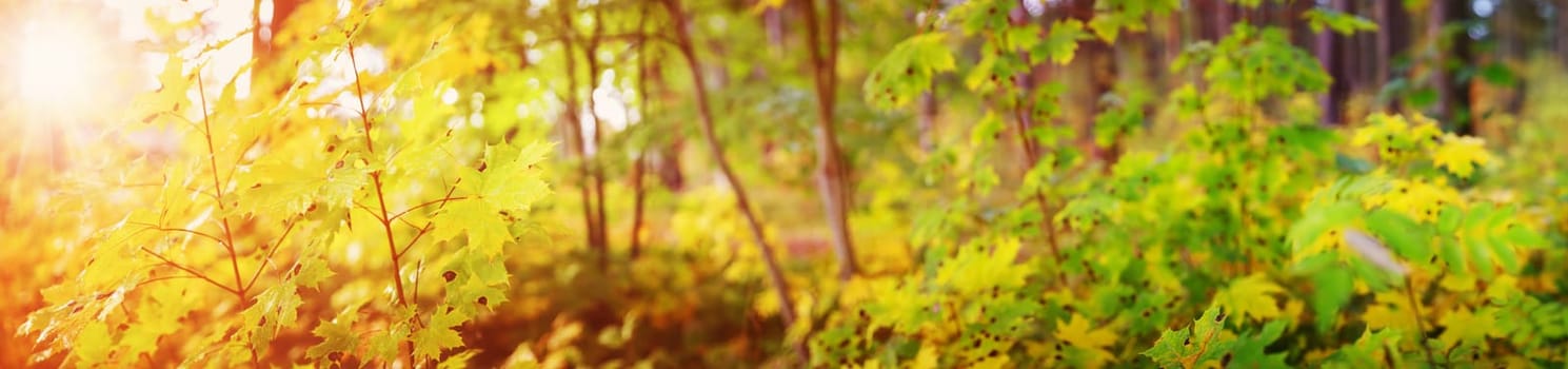 yellow maple leaves in autumn with beautiful sunlight. Autumnal foliage with blurry background