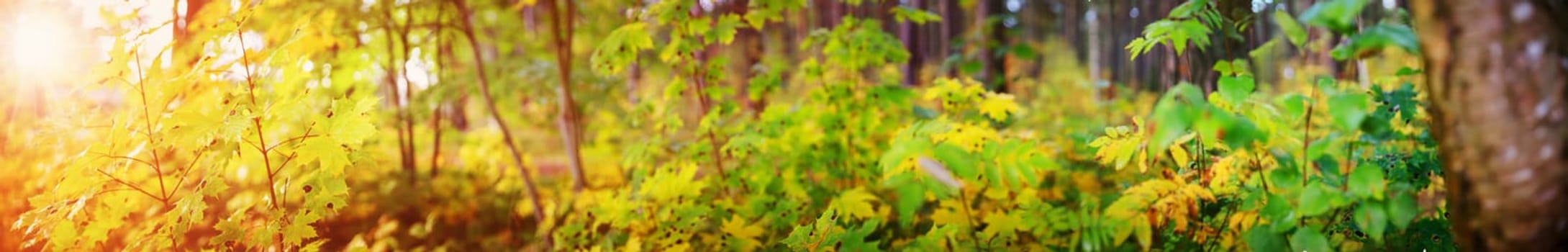 yellow maple leaves in autumn with beautiful sunlight. Autumnal foliage with blurry background