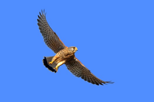 Kestrel Falco tinnunculus in flight