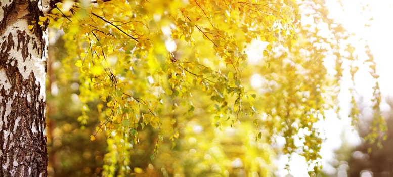 trees with multicolored leaves on the grass in the park. birch foliage in sunny autumn. Sunlight in early morning in forest