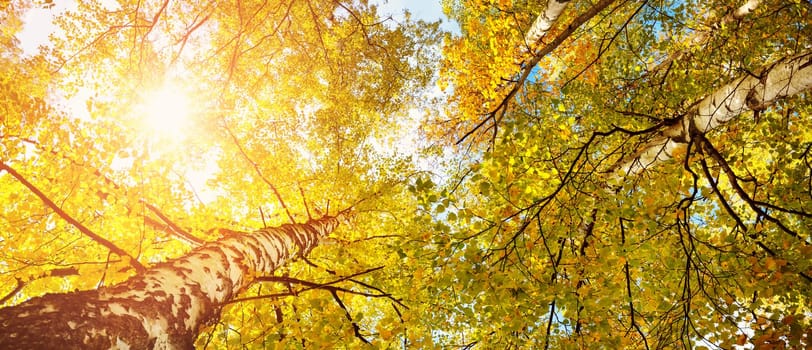 trees with multicolored leaves in the park. birch foliage in sunny autumn. Sunlight in early morning in forest