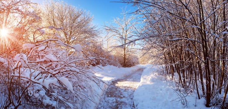 Snowy path in snowy winter morning at countryside with beautiful sunlight