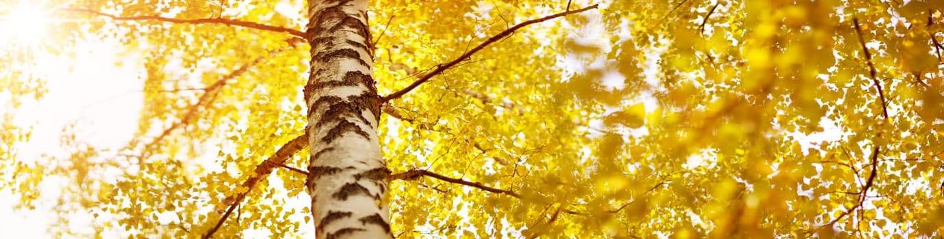 trees with multicolored leaves on the grass in the park. birch foliage in sunny autumn. Sunlight in early morning in forest