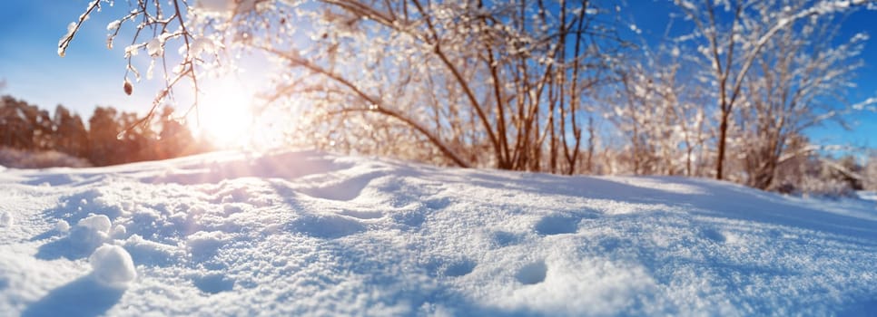 Branches covered with snow on blue sky background in winter