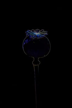 Opium poppy with capsule