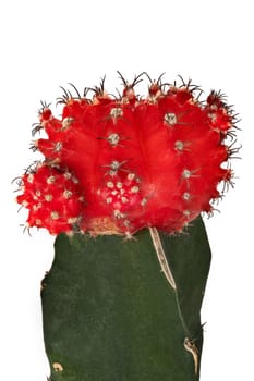 Cactus, close up of thorny red plant on white background