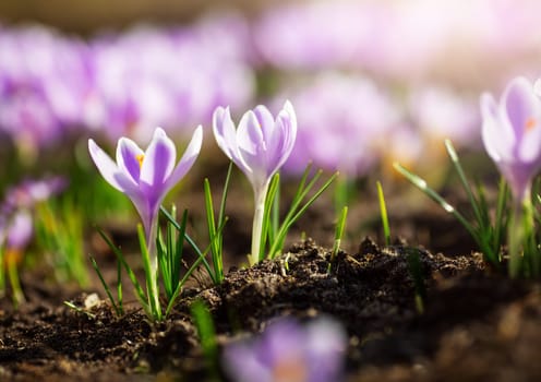 Panoramic view to spring flowers in the park. Crocus blossom on beautiful morning with sunlight in the forest in april