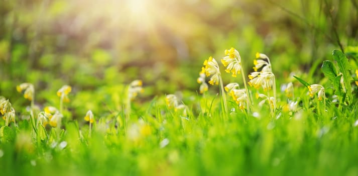 beautiful cowslip flowers on the field in spring. Fresh green grass background in sunny summer day