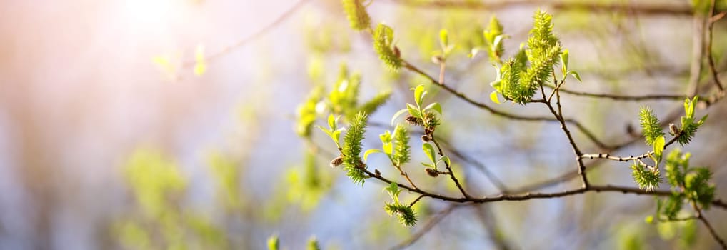 New buds in springtime with young leaves on green spring background. Fresh foliage in the forest in nature with beautiful sunlight