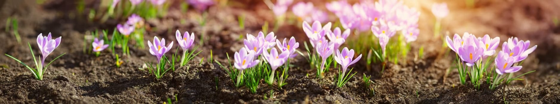 Panoramic view to spring flowers in the park. Crocus blossom on beautiful morning with sunlight in the forest in april