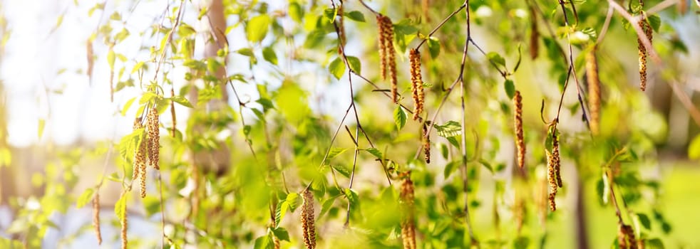 New birch leaves on green spring background. Fresh foliage in the forest in nature with beautiful sunlight