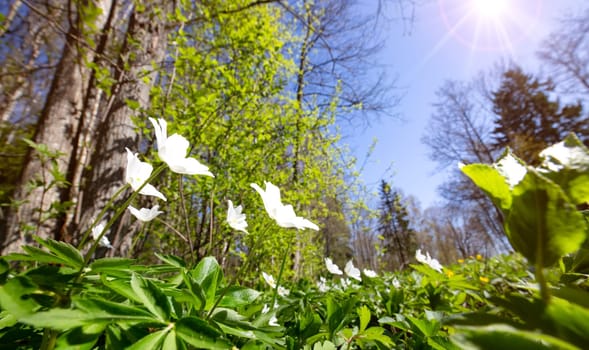 Wood with lots of white spring flowers in sunny day. Forest in springtime in wild nature with fresh new foliage