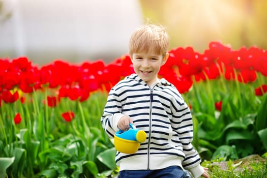 Little child walking near tulips on the flower bed in beautiful spring day. Boy outdoors in park with watering can. Kid helping in the garden