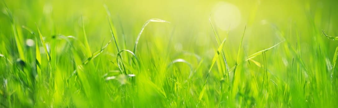 Fresh green grass background in sunny summer day. Lawn in nature outdoors