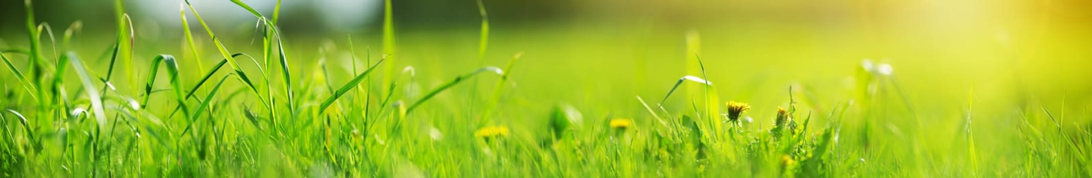 Fresh green grass background in sunny summer day. Lawn in nature outdoors with dandelions