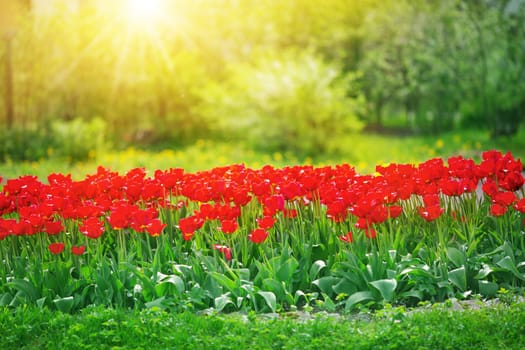 Red tulips in flowerbeds in the garden in spring. Beautiful blooming flower background