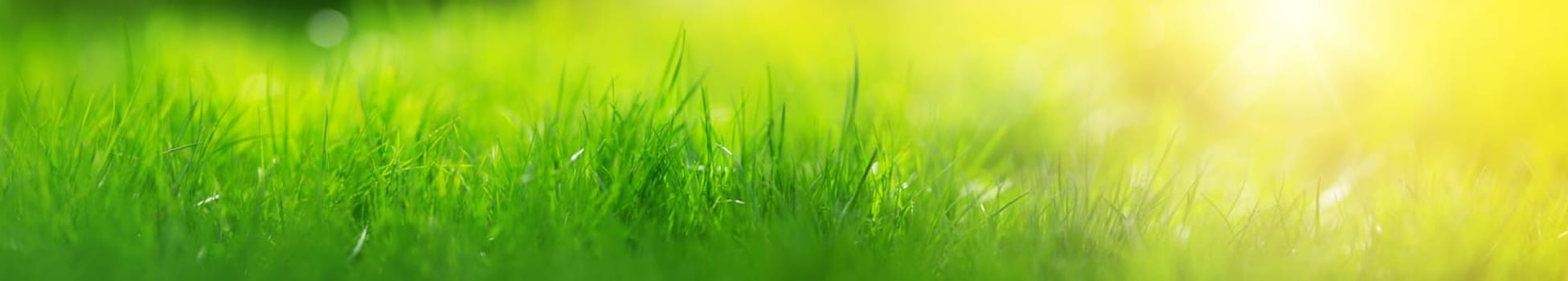 Fresh green grass background in sunny summer day. Beautiful lawn outdoors in park with sunlight. Nature concept