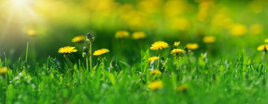 Green field with yellow dandelions outdoors in nature in summer. Meadow with beautiful flowers in spring. Fresh grass on floral background