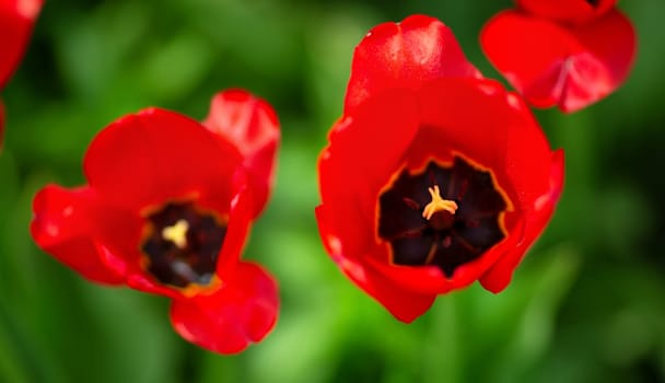 Red tulips in flowerbeds in the garden in spring. Beautiful blooming flower background