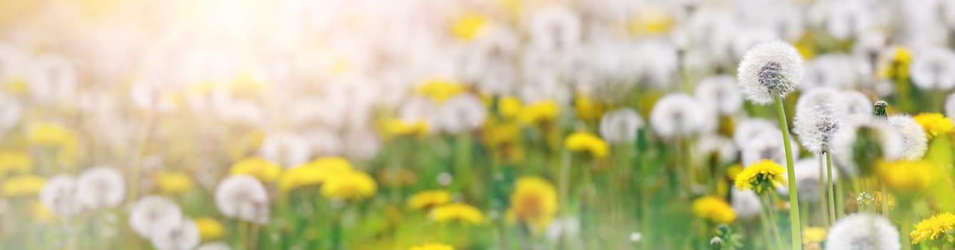 Green field with white and yellow dandelions outdoors in nature in summer. Meadow with beautiful flowers in spring. Fluffy blowballs on floral background