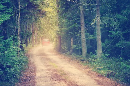 Red car on country road in wild fir forest. Beautiful woodland landscape in nature. Travel concept