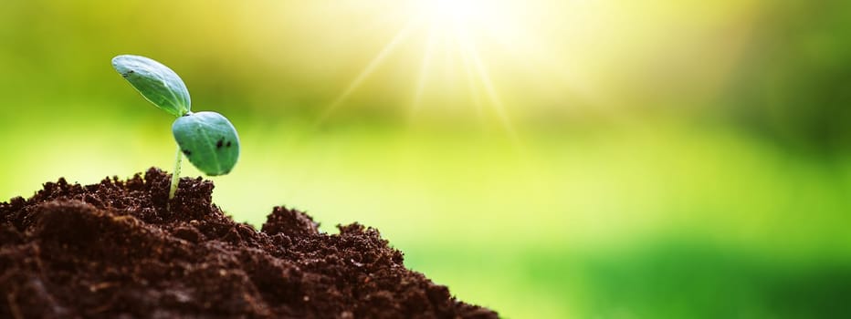 Seedlings in the soil. new sprouts on sunny day in the garden in summer