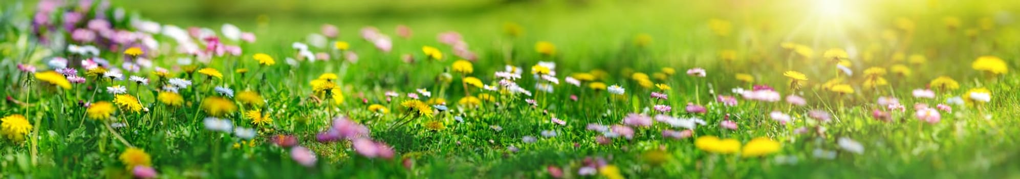 Meadow with lots of white and pink spring daisy flowers and yellow dandelions in sunny day. Nature floral background in early summer with fresh green grass