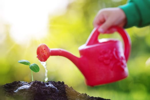 seedling watering in the soil. Water drops falling onto new sprout on sunny day in the garden in summer