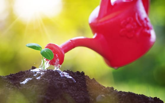 seedling watering in the soil. Water drops falling onto new sprout on sunny day in the garden in summer