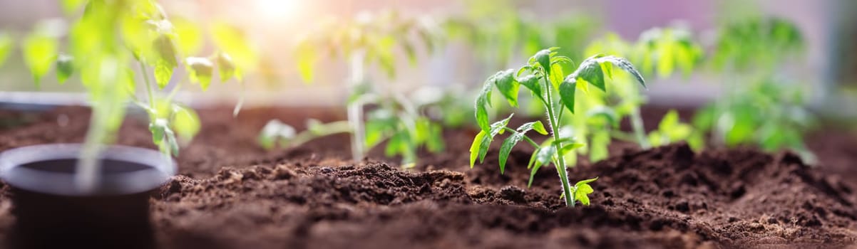 young tomato seedlings growing in the soil at greenhouse