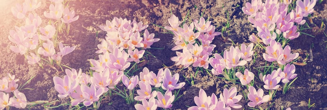 Panoramic view to spring flowers in the park. Crocus blossom on beautiful morning with sunlight in the forest in april