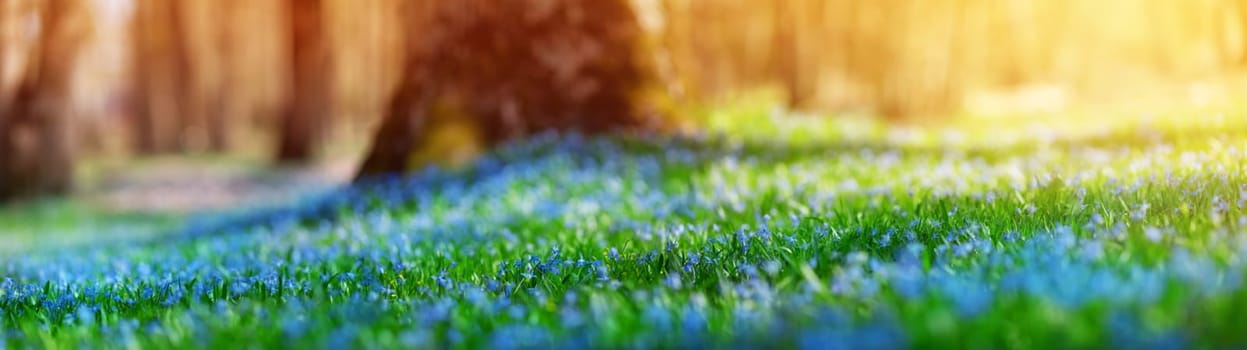 Panoramic view to spring flowers in the park. New fresh scilla blossom on beautiful morning with sunlight in the forest in april. Wildflowers in the nature