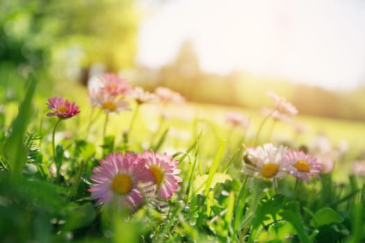 Meadow with lots of white and pink spring daisy flowers in sunny day