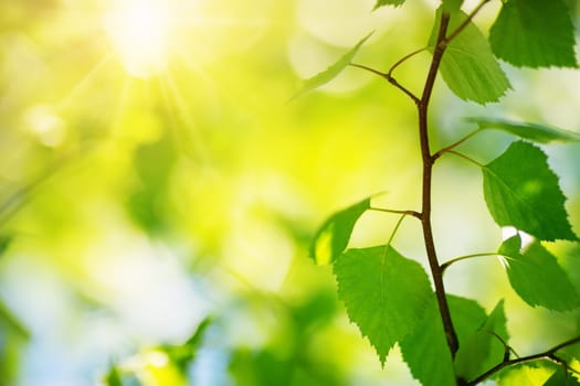 New birch leaves on green spring background. Fresh foliage in the forest in nature with beautiful sunlight