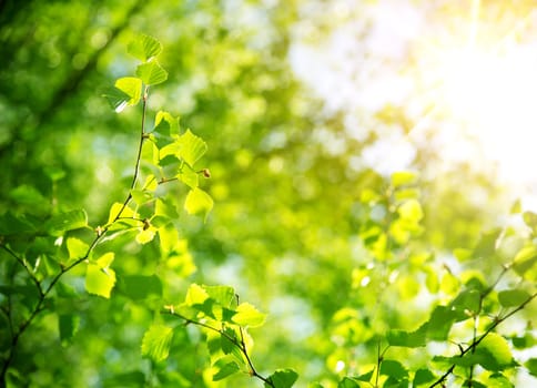 New birch leaves on green spring background. Fresh foliage in the forest in nature with beautiful sunlight