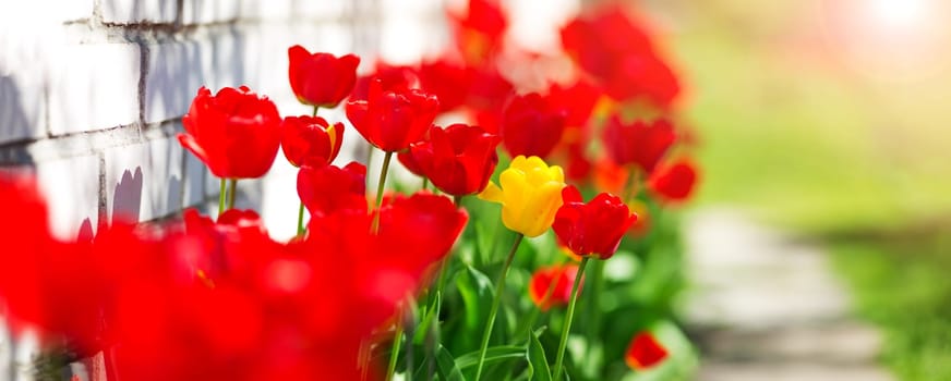 Red and yellow tulips in flower beds in the garden in spring