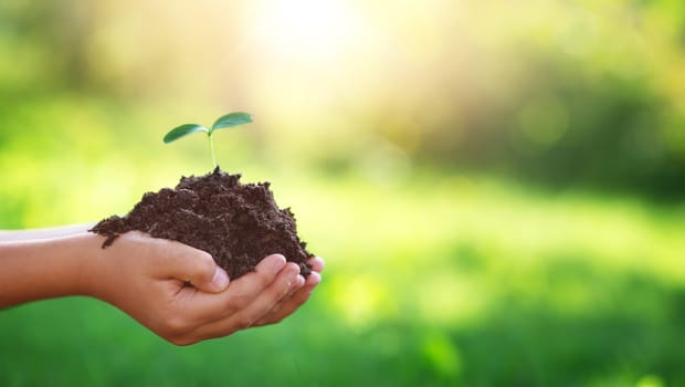 Hands of a child taking care of a seedling in the soil. New sprout on sunny day in the garden in summer