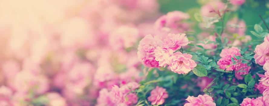 Rose flowers blooming outdoors. Spring blossom background on sunny day