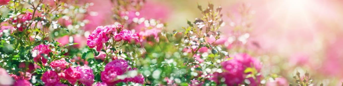 Rose flowers blooming outdoors. Spring blossom background on sunny day