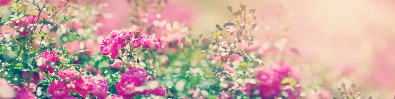 Rose flowers blooming outdoors. Spring blossom background on sunny day