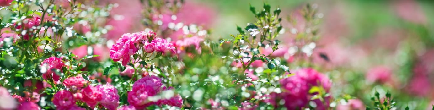 Rose flowers blooming outdoors. Spring blossom background on sunny day
