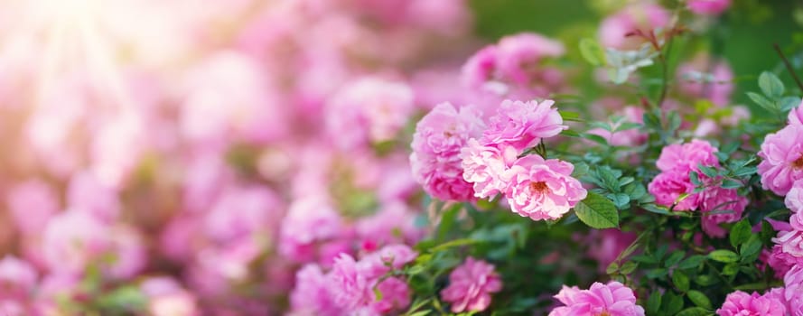 Rose flowers blooming outdoors. Spring blossom background on sunny day