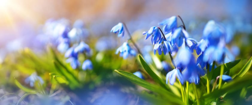 Panoramic view to spring flowers in the park. Scilla blossom on beautiful morning with sunlight in the forest in april