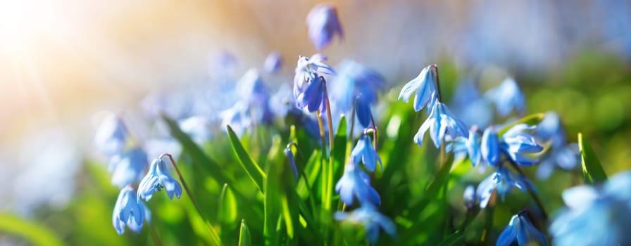 Panoramic view to spring flowers in the park. Scilla blossom on beautiful morning with sunlight in the forest in april