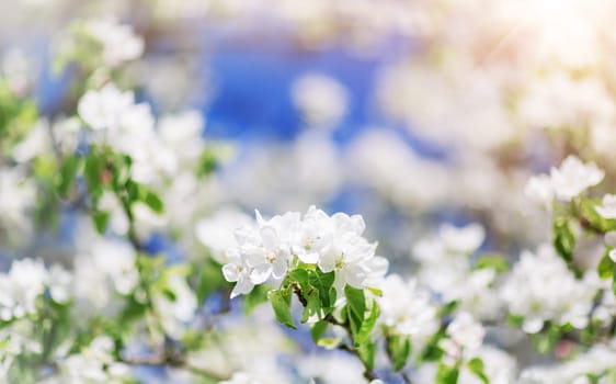 blurred apple tree background. Spring flowers on beautiful sunny day