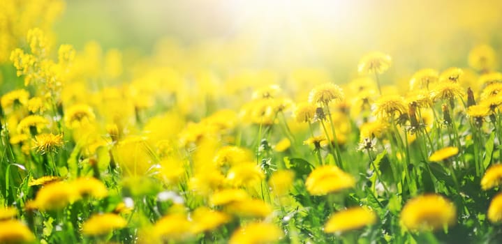 Green field with yellow dandelions outdoors in nature in summer. Meadow with beautiful flowers in spring. Fresh grass on floral background