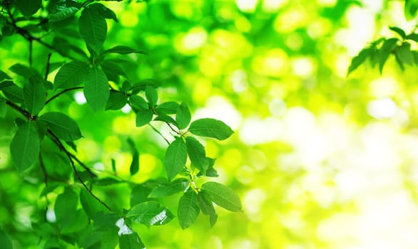 New leaves on green spring background. Fresh foliage in the forest in nature with beautiful sunlight